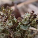 Branched Pixie-cup Lichen - Photo (c) Jean-Paul Boerekamps, some rights reserved (CC BY-NC), uploaded by Jean-Paul Boerekamps