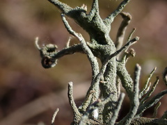 Cladonia subulata