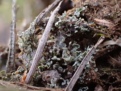 Cladonia subulata