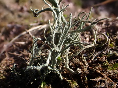 Cladonia subulata