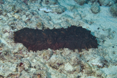 Stichopus pseudohorrens