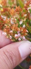 Erica capillaris