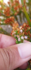 Erica capillaris