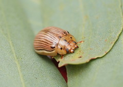 Paropsisterna insignita