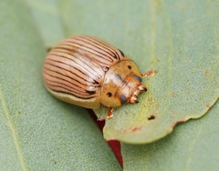 Paropsisterna insignita