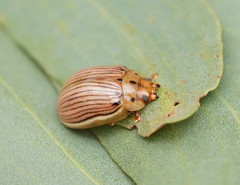 Paropsisterna insignita