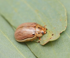 Paropsisterna insignita