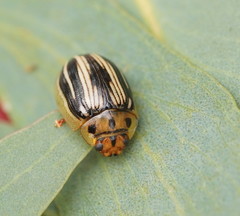Paropsisterna insignita