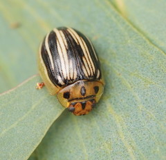 Paropsisterna insignita