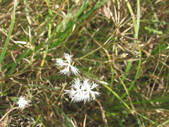Dianthus superbus stenocalyx