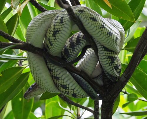 Photo of a Celebes Black-tailed Ratsnake (Gonyosoma jansenii)
