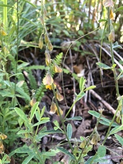 Crotalaria albida