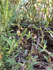 Crotalaria albida