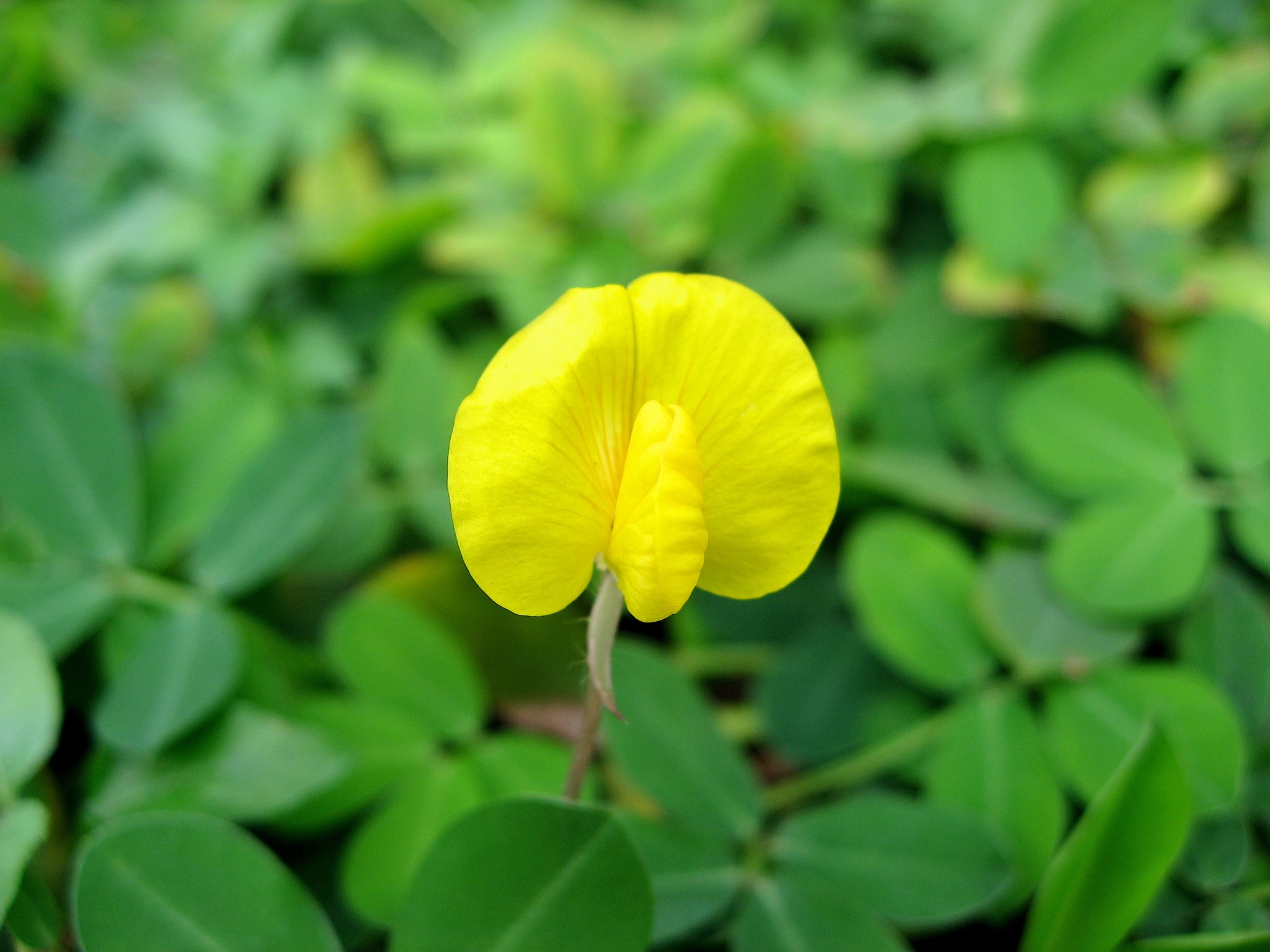 Arachis