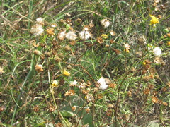 Jacobaea borysthenica