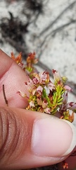 Erica capillaris