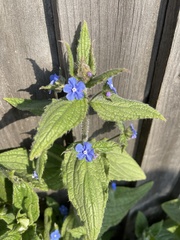Pentaglottis sempervirens