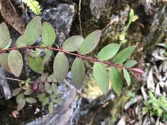 Hypericum geminiflorum