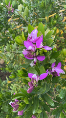 Polygala myrtifolia
