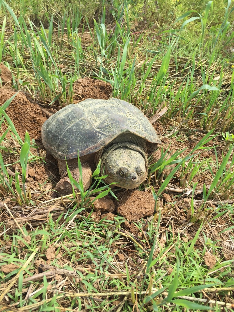 Common Snapping Turtle from Lebanon, KY 40033, Lebanon, KY, US on May