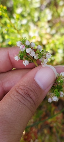 Erica turbiniflora, photograph 4