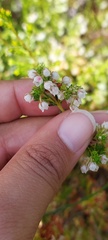 Erica turbiniflora, photograph (c) sharndreheuvel, some rights reserved (CC BY-SA)