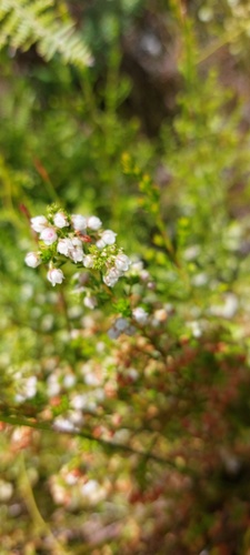 Erica turbiniflora, photograph 6