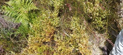 Erica turbiniflora, photograph (c) sharndreheuvel, some rights reserved (CC BY-SA)