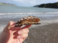 Pecten novaezelandiae