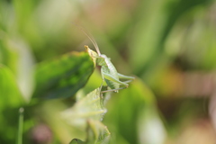 Isophya pyrenaea
