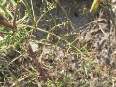 Jacobaea borysthenica