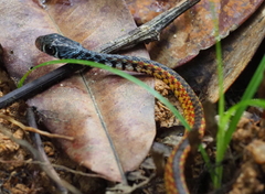 Xenochrophis maculatus