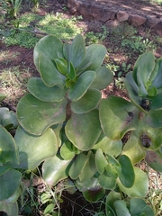 Magnoliopsida