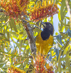 Icterus maculialatus image