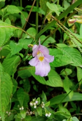 Impatiens arguta