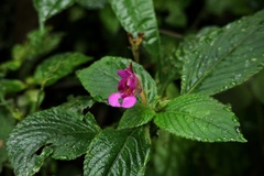 Impatiens napoensis