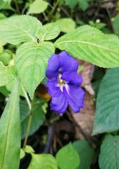 Impatiens arguta