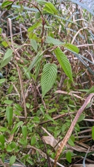 Carpinus rankanensis