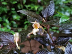 Impatiens