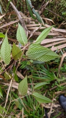 Carpinus rankanensis