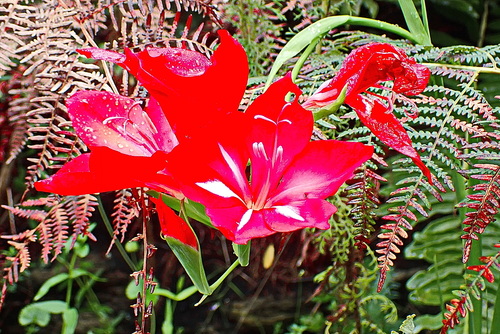 Image of Gladiolus sempervirens by no rights reserved