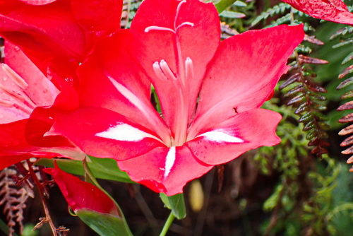 Image of Gladiolus sempervirens by no rights reserved