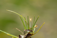 Colobanthus apetalus