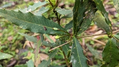 Berberis morii