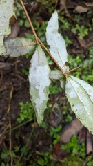 Berberis morii