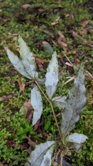 Berberis morii