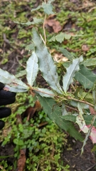 Berberis morii