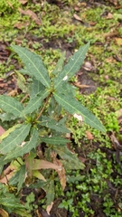 Berberis morii