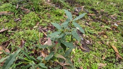 Berberis morii