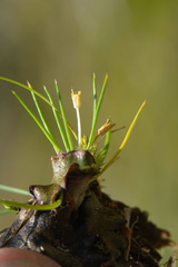 Colobanthus apetalus